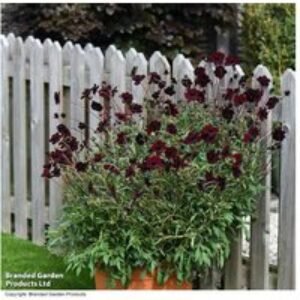 Cosmos Chocamocha Flowering Perennial - Deep Red