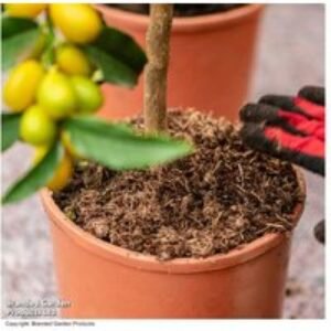 Peat-Free Fruit Tree Compost 40L - Premium