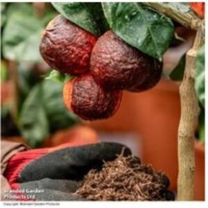 Peat-Free Citrus Plant Compost 40L - Premium Moisture Lock