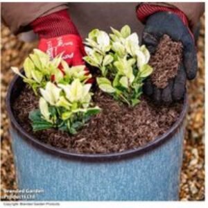 Peat-Free Potting On Compost 40L - Enriched