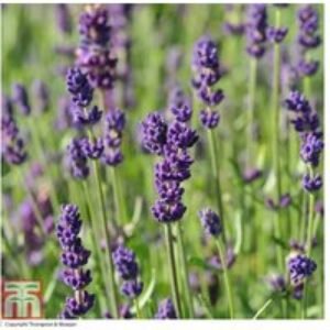 Lavender Hidcote Plants - Compact Evergreen Flowering Shrub | Wowcher