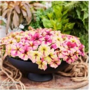 Petunia 'Raspberry Shake' Flowering Bedding Plants - 30 or 60 Pack | Wowcher