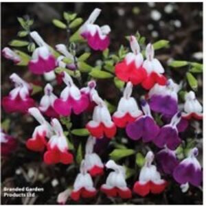 Salvia Lips Collection - Hardy Perennial Flowering Plants (3 or 9 Pack) | Wowcher