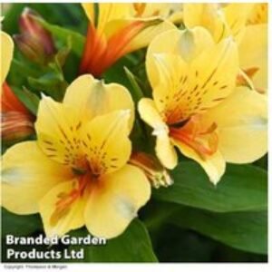 Alstroemeria 'Valley' Collection - Hardy Perennial Flowering Patio Plant | Wowcher