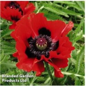 Oriental Poppy Perennial Flowering Plants - 4 or 8 Bare Roots | Wowcher
