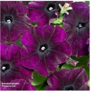 Petunia 'Easy Wave Navy Velour' Flowering Bedding Plants - 30 or 60 Plug Plants | Wowcher
