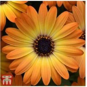 Osteospermum 'Serenity Sunshine Beauty' - Flowering Perennial Plug Plants (5 or 10 Pack) | Wowcher