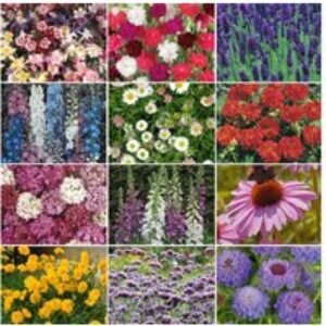 Lucky Dip Perennial Plants - Up to 42 Mixed Flowering Varieties | Wowcher