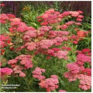 Up to 120 Flowering Perennial Garden Plants - Mixed Varieties | Wowcher