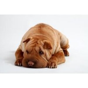 Pet Photoshoot Experience with a Printed Photo & £20 Credit - Choice of 49 Locations - Barrett & Coe | Wowcher