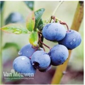 Potted Blueberry Shrub Collection - Fruit-Bearing