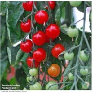 Tomato 'Sweet Aperitif' Plug Plants - Heavy-Cropping Cherry Variety | Wowcher