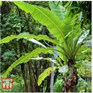 Japanese Banana Plant (Musa basjoo) - Hardy Tropical Focal Point | Wowcher