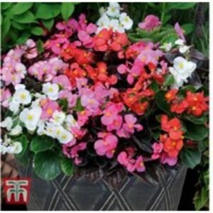 Begonia semperflorens 'Organdy Mixed' F1 Hybrid Bedding Plants - 30 or 60 Pack | Wowcher