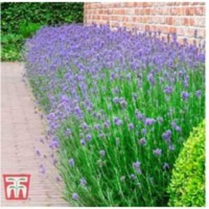Lavender 'Munstead' Perennial - Fragrant Flowering Shrub