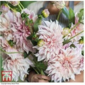 Dahlia 'Café Au Lait' Flowering Perennial Tubers - Dinnerplate Blooms