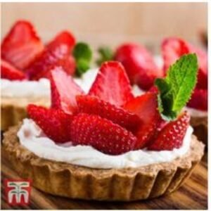 Strawberry Elsanta Plants - High-Yielding Mid-Season Fruit Variety (5 or 10 Pack) | Wowcher