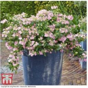 Hydrangea 'French Bolero' Flowering Hardy Shrub - Profuse Blooms | Wowcher