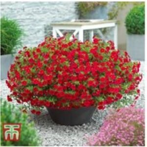 Calibrachoa Million Bells Mix - Flowering Bedding Plant for Hanging Baskets & Pots | Wowcher