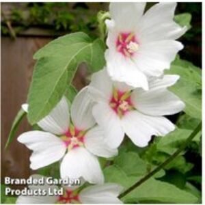 Lavatera 'Barnsley Baby' Flowering Shrub - Compact Patio Plant | Wowcher