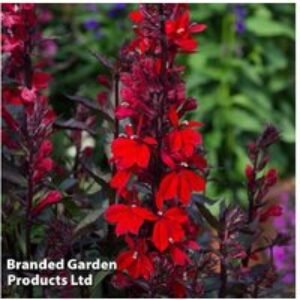 Lobelia Queen Victoria Perennial Plug Plants - Scarlet Flowering
