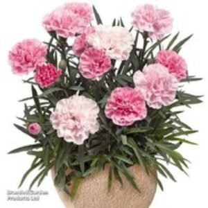 Dianthus 'Sweet Pleasure' Hardy Perennial Collection - Fragrant Blooms | Wowcher