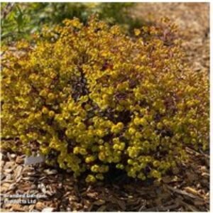 Euphorbia amygdaloides 'Miners Merlot' Perennial - 1 or 3 Plants | Wowcher