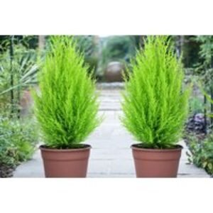 Evergreen Cupressus Goldcrest Wilma Trees - Up to 6 Pack | Wowcher
