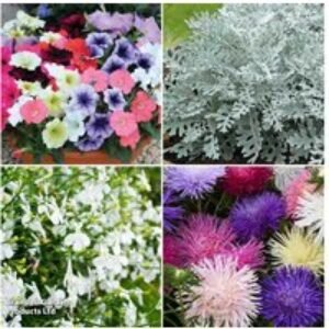 Summer Bedding Plant Collections - Flowering Plug Plants for Borders & Baskets | Wowcher