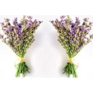 Lavender Plant Collection - Hidcote & Munstead - Up to 288 Plugs! | Wowcher