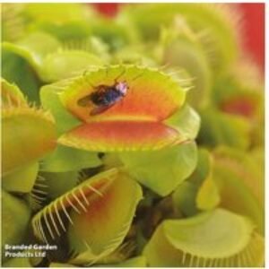 Venus Fly Trap Carnivorous Houseplant - 1 or 3 Plants