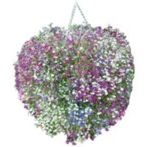 Lobelia 'Cascade Improved Mixed' Trailing Flowers for Baskets & Containers | Wowcher