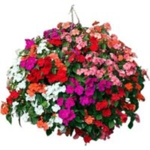 Busy Lizzie 'Beacon Mix' Bedding Plants - 30 or 60 Pack | Wowcher