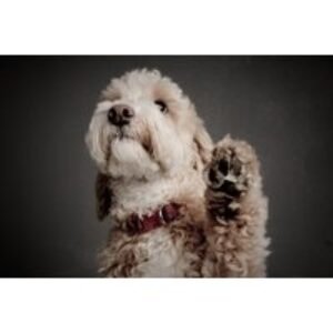 Dog Photoshoot - Two Prints - Nottingham | Wowcher