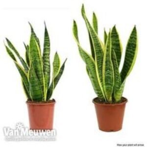 Snake Plant (Sansevieria laurentii) - Evergreen Air-Purifying Houseplant