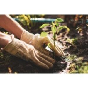 Horticulture Level 3 Diploma Online Course with CPD Certification | Wowcher