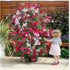 Climbing Plant Trellis Tower Pots - Black/Gold