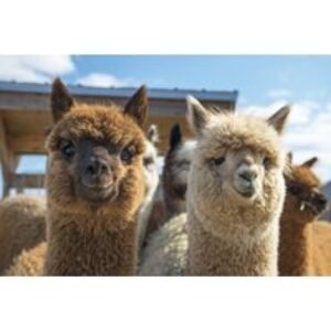Willow Tree Family Farm Alpaca Walk & Cream Tea Experience for Up to 2 People | Wowcher