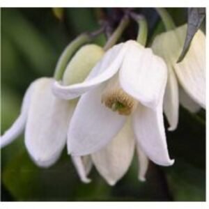 Clematis 'Winter Beauty' Evergreen Flowering Climber - 4m