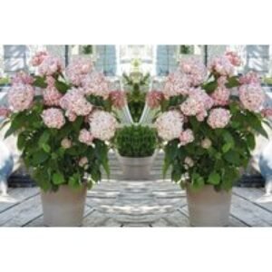 Hydrangea 'Candybelle Bubblegum' Flowering Shrub - Compact Pink Blooms