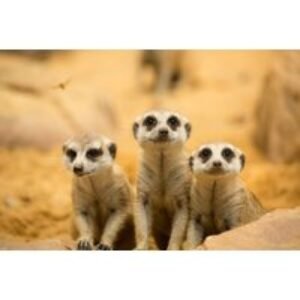 Meet the Meerkats Experience with Cream Tea at Willow Tree Family Farm - For 1 or 2 People | Wowcher