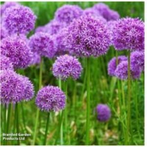 Allium 'Purple Sensation' Flowering Bulbs - Perennial