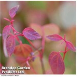 Katsura Tree Plants - Colour-Changing Foliage | Wowcher