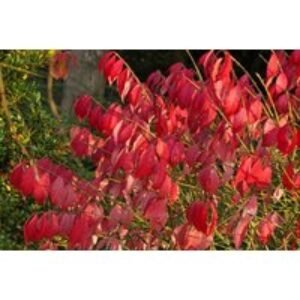 Cornus Sanguinea 'Winter Flame' Deciduous Shrub - Vibrant Winter Colour