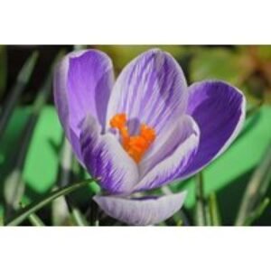 Mixed Crocus Bulbs - Spring Flowering Perennial