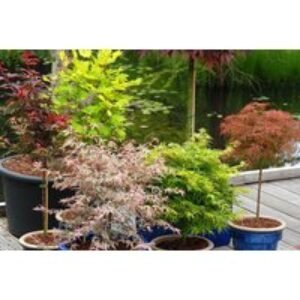 Japanese Maple (Acer palmatum) Duo - 2 or 4 Potted Trees
