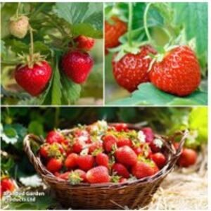 Strawberry Full Season Collection - 15 or 30 Fruit Plants | Wowcher