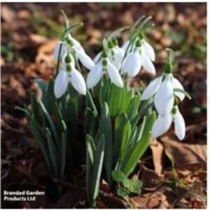 Giant Snowdrop Bulbs (Galanthus elwesii) - Hardy Spring Flowering Perennial | Wowcher