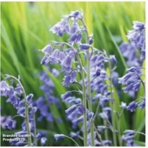English Bluebell Bulbs - Native Flowering Perennial