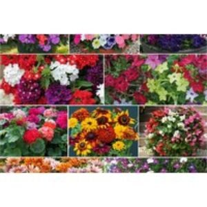 Mixed Summer Bedding Plants Collection - Up to 120 Plug Plants | Wowcher